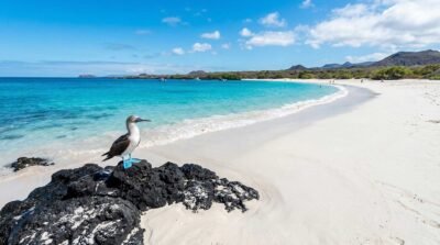 Isla Santa Fe: Encuentro con Iguanas Endémicas